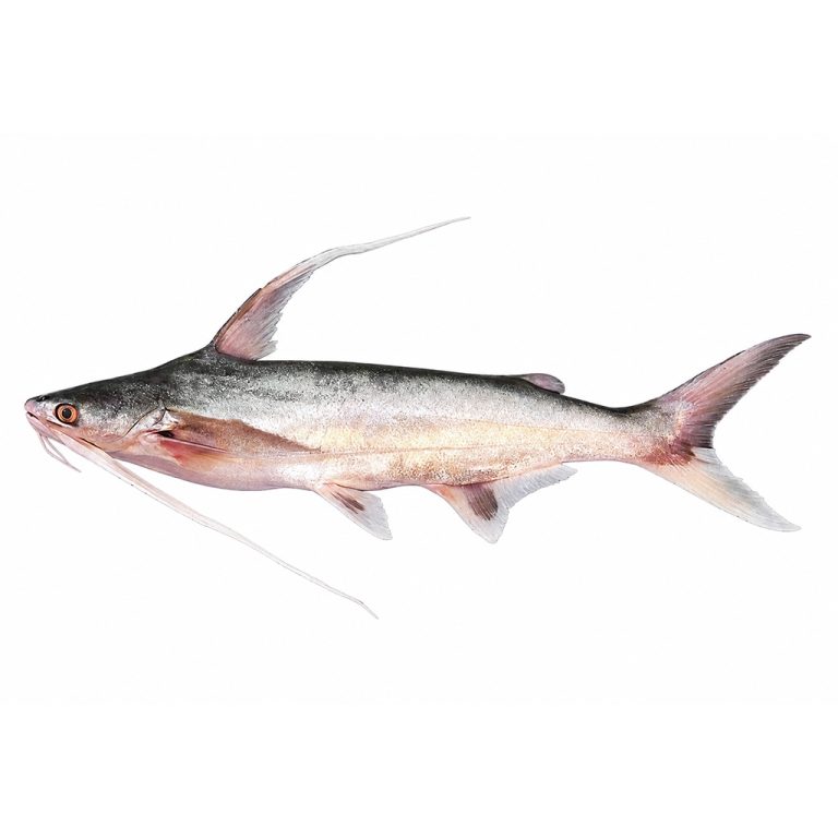 Bagre alguacil fresco entero, pescado de río ideal para sudados, sancochos y preparaciones tradicionales.