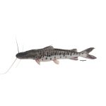 Bagre rayado fresco entero, pescado de río reconocido por su carne suave y sabor tradicional.