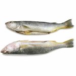 Pelada blanca fresca entera, pescado de carne firme ideal para sopas, fritos y guisos.